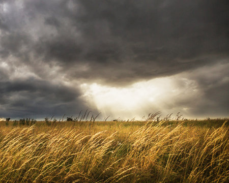 Dramatic stormy sky over grass field. Nature composition.の写真素材