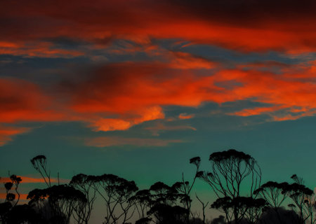 Sunset over eucalyptus trees in the Australian bush