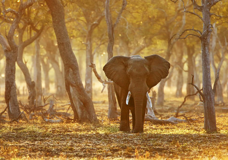 Elephant in the Chobe National Park, Botswana, Africaの写真素材