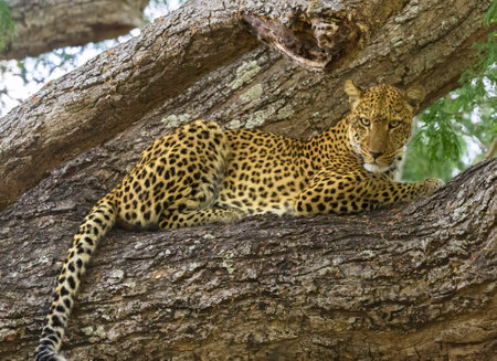 Leopard lying on a tree in the Serengeti National Park, Tanzaniaの写真素材