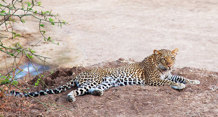 Leopard lying on the ground in Kruger National Park, South Africa ; Specie Panthera pardus family of Felidaeの写真素材