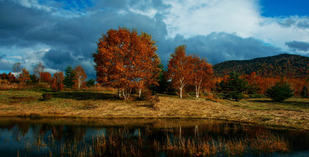 Autumn landscape with a lake and trees in the autumn forest.