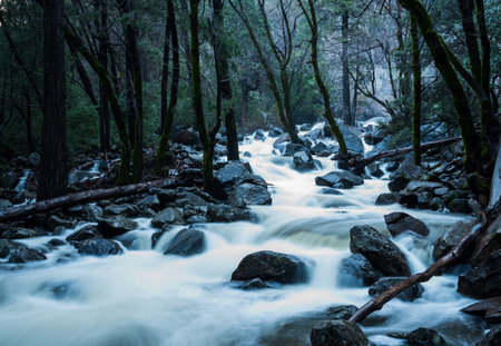 Long exposure of a stream flowing through a forest in New Zealand.の写真素材