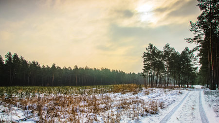 Winter landscape with snow-covered field and pine forest at sunset.の写真素材