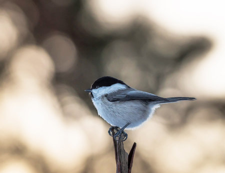 Marsh tit, Poecile montanus, single bird on branch, Warwickshireの写真素材