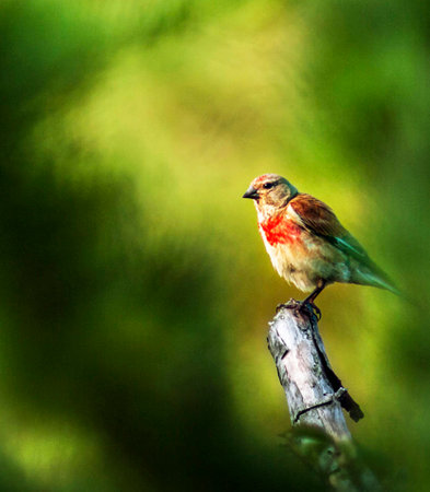 A common linnet bird perched on a branch with a green background