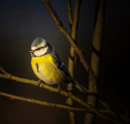 Blue tit, Parus caeruleus, single bird on branch, Warwickshireの写真素材