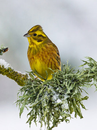 Yellowhammer (Citrinella citrinella) perched on a branch covered with lichenの写真素材