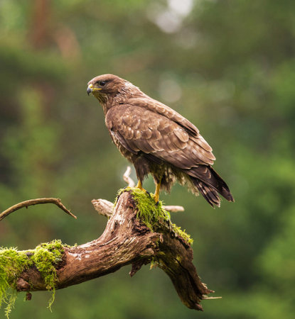 Common buzzard (Buteo buteo) perched on a branchの写真素材
