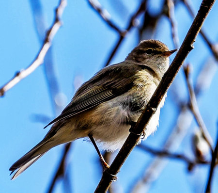 Chiffchaff (Phylloscopus collybita) perched on a branchの写真素材