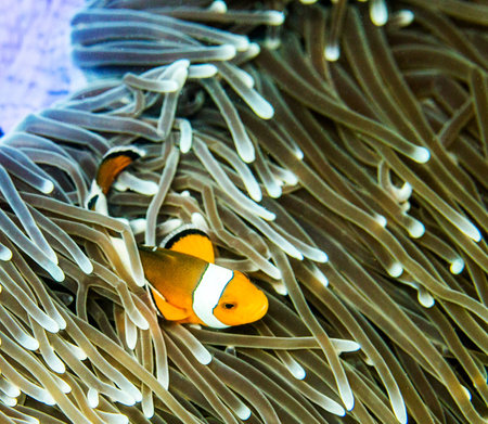 Clown anemonefish in the sea anemone.の写真素材
