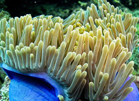 Sea anemone on coral reef, Koh Tao, Thailand.