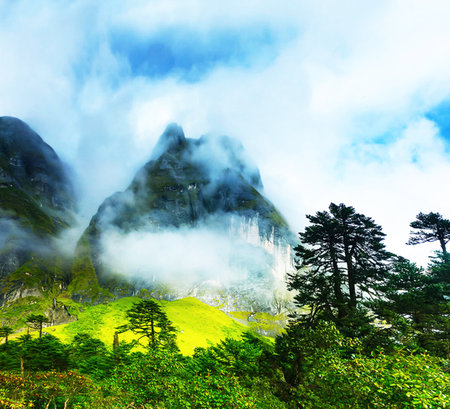 Mountain landscape with coniferous forest and fog in the morningの写真素材