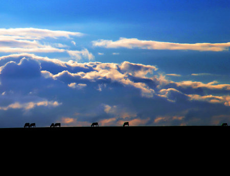 Silhouettes of cows in the field at sunset. Nature composition.の写真素材