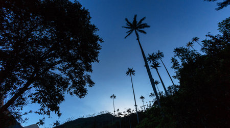 Silhouette of palm trees and blue sky at sunset in the morningの写真素材
