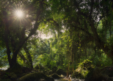 sunlight in the rainforest at Phu Kradueng National Park, Loei, Thailandの写真素材