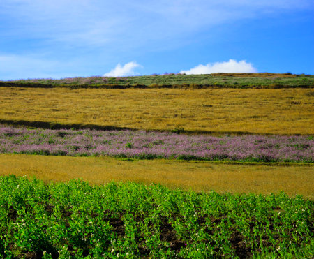 Flowering meadow on the hillside with blue sky backgroundの写真素材