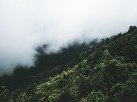 Foggy Mountain Landscape at Doi Inthanon National Park, Thailand.の写真素材