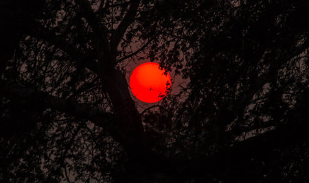 Silhouette of tree with red sun in the dark sky.