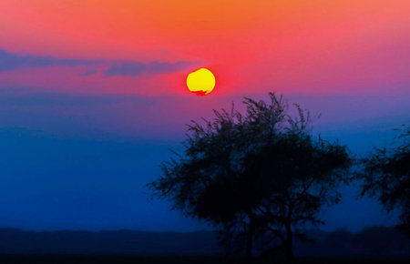Silhouette of a tree at sunset in the countryside of Thailand.の写真素材