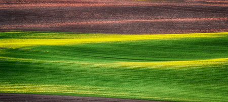 Agricultural field with yellow and green colors. Toned.