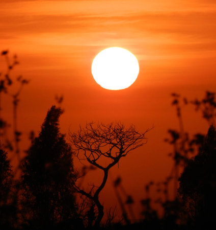 Sunset over the forest and silhouette of a tree in the foregroundの写真素材