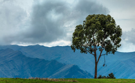 Eucalyptus tree in the mountains, South Island, New Zealandの写真素材