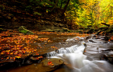 Autumn colors in the forest with a stream flowing through it.