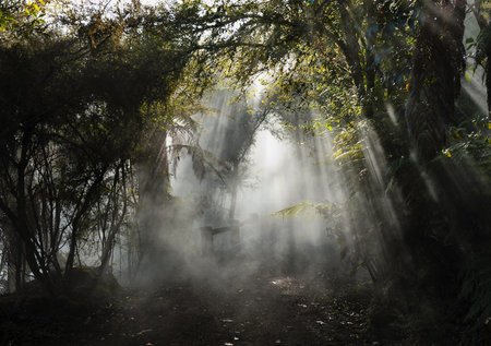 Morning fog in the forest, Doi Inthanon National Park, Chiang Mai, Thailandの写真素材
