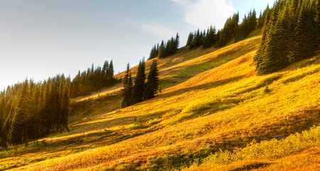 Mountain autumn landscape with yellow grass and coniferous forest.の写真素材