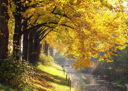 Autumn landscape with yellow leaves on trees and river in the morningの写真素材