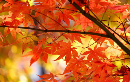 Red maple leaves in autumn season, Japanese maple leaves background, Japan