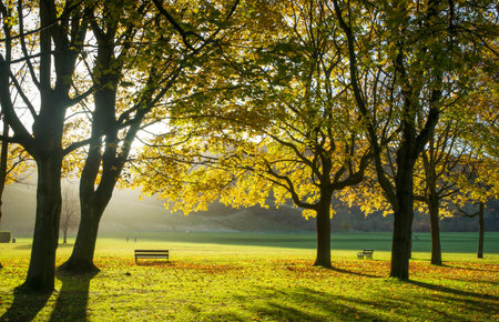 Autumn park with bench and trees with yellow leaves in morning sunlightの写真素材