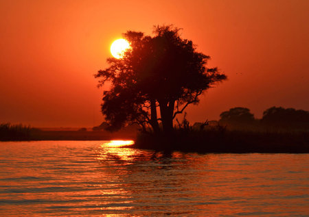 Sunset over a tree in the Chobe River, Botswanaの写真素材