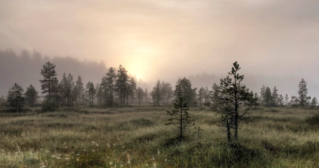 Landscape with foggy meadow and pine trees in the morningの写真素材