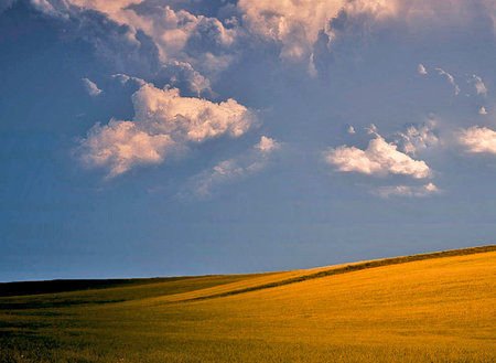 Landscape with yellow field and blue sky with clouds. Sunset.
