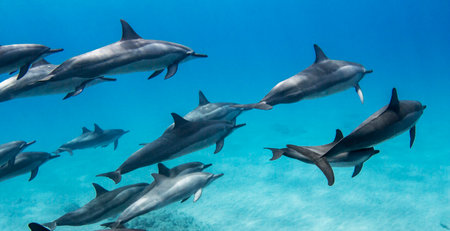 Dolphins swimming in the blue water of the ocean. Dolphins in the ocean.の写真素材
