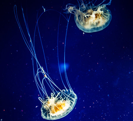 Jellyfish floating in the water. Underwater world. Marine life.