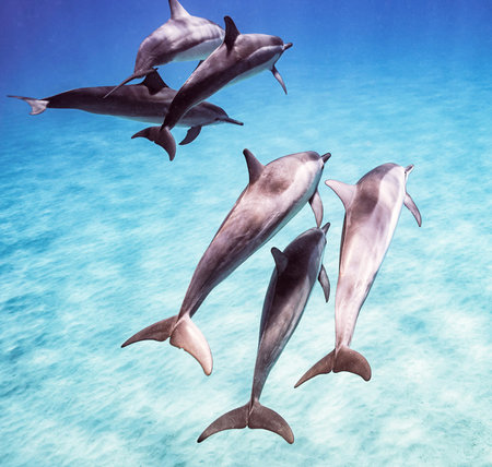 Dolphins in the ocean. 3D render of a group of dolphins.の写真素材