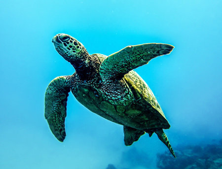 Hawaiian Green Sea Turtle (Chelonia mydas)の写真素材