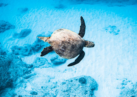 Hawaiian Green Sea Turtle (Chelonia mydas)の写真素材