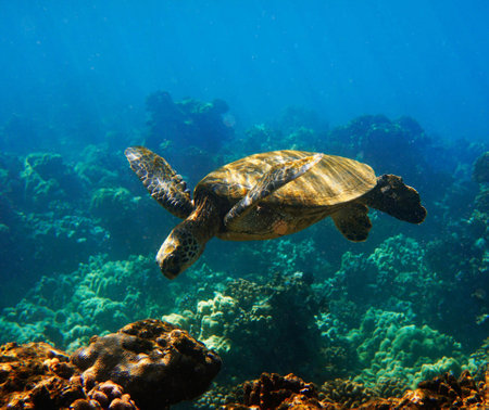 Hawaiian Green Sea Turtle (Chelonia mydas)の写真素材