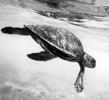 Green Sea Turtle swimming in the water. Black and white photo.