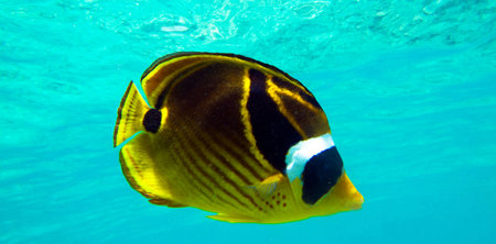 Tropical butterflyfish (Chaetodon terrestris) swimming in blue water