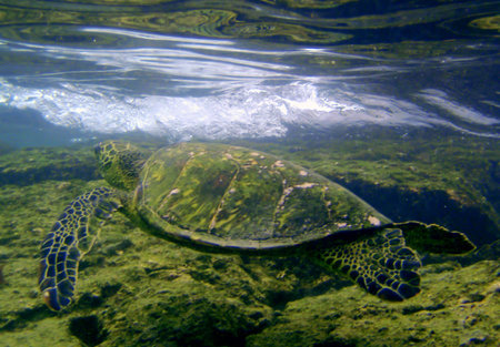 Green Sea Turtle swimming in the water at the edge of the ocean