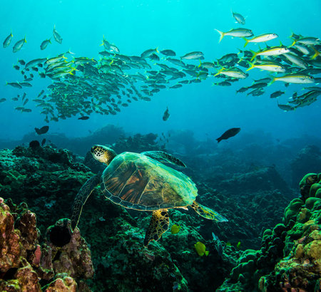 A Green Sea Turtle swimming over a colorful tropical coral reef in Thailand
