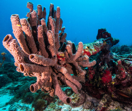 Beautiful colorful sponges on a tropical coral reef in Thailandの写真素材