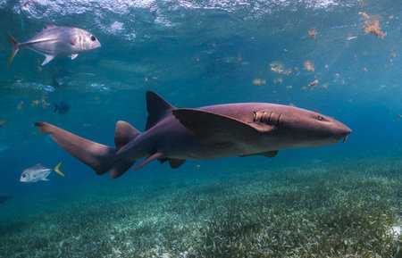 Picture shows a Caribbean reef shark at the Bahamas, Bahamas, Africaの写真素材
