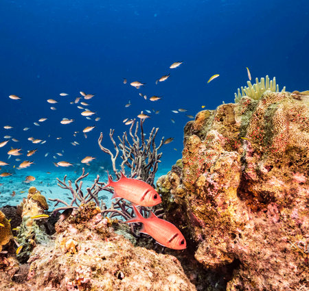 Coral and fish on a tropical coral reef in the Red Sea