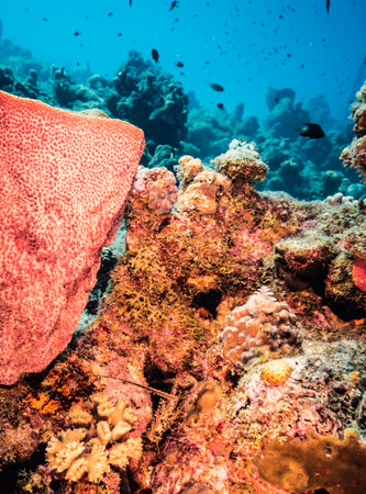 Colorful and beautiful underwater world with corals and tropical fish.